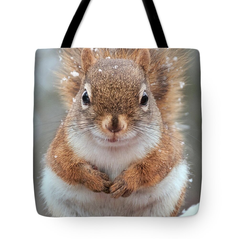 Snow Tote Bag featuring the photograph Face-on Closeup Of Smiling Squirrel In by Anne Louise Macdonald Of Hug A Horse Farm