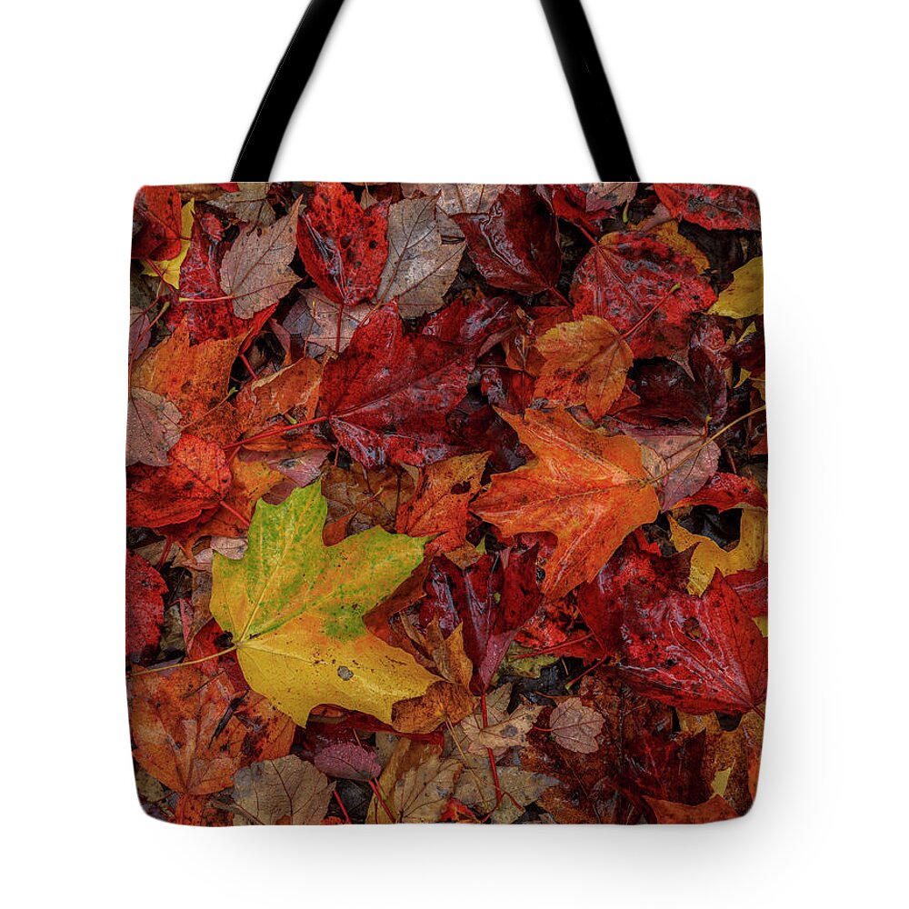 Autumn Tote Bag featuring the photograph Fall Colors by Rob Davies
