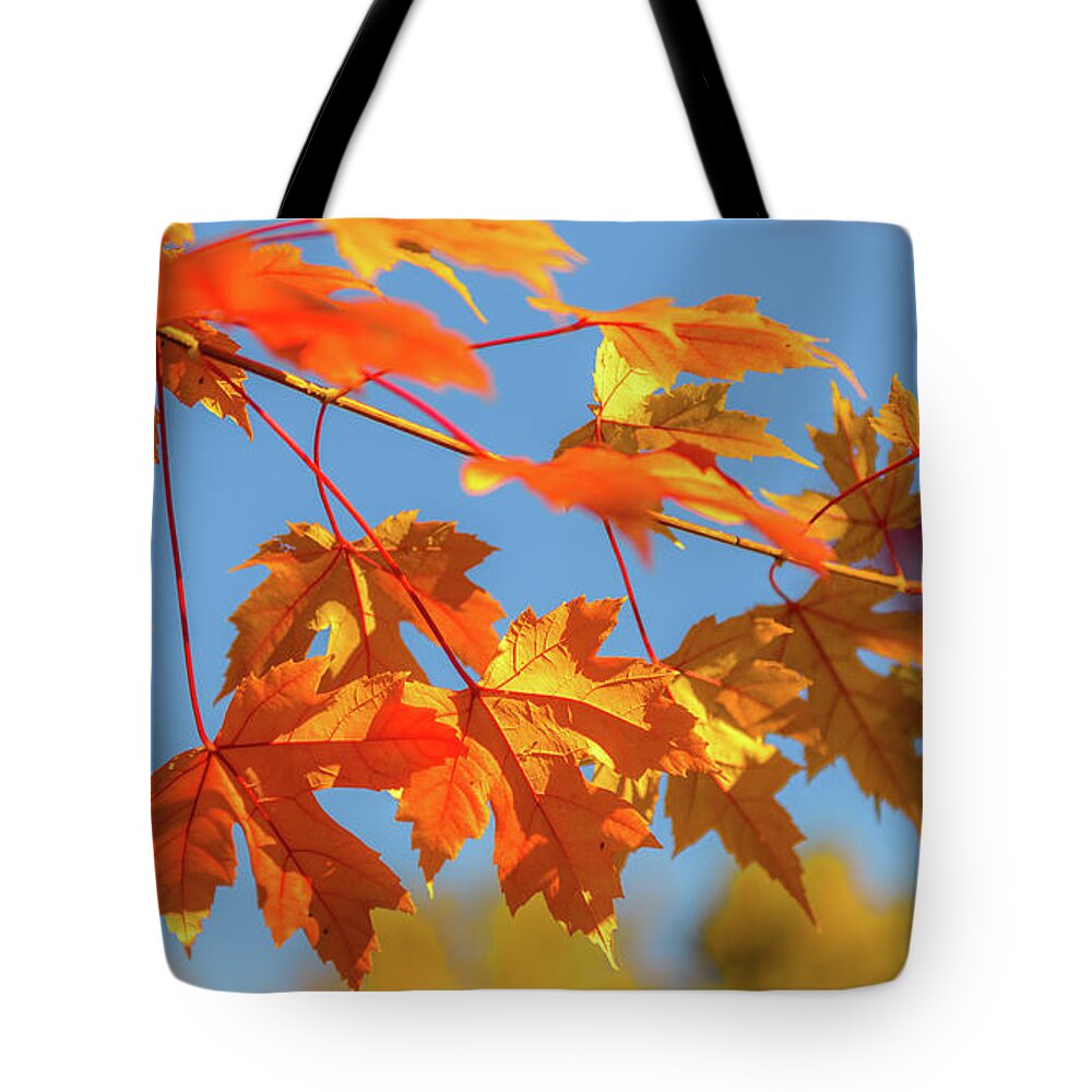Love Tote Bag featuring the photograph Fall Foliage by Dheeraj Mutha