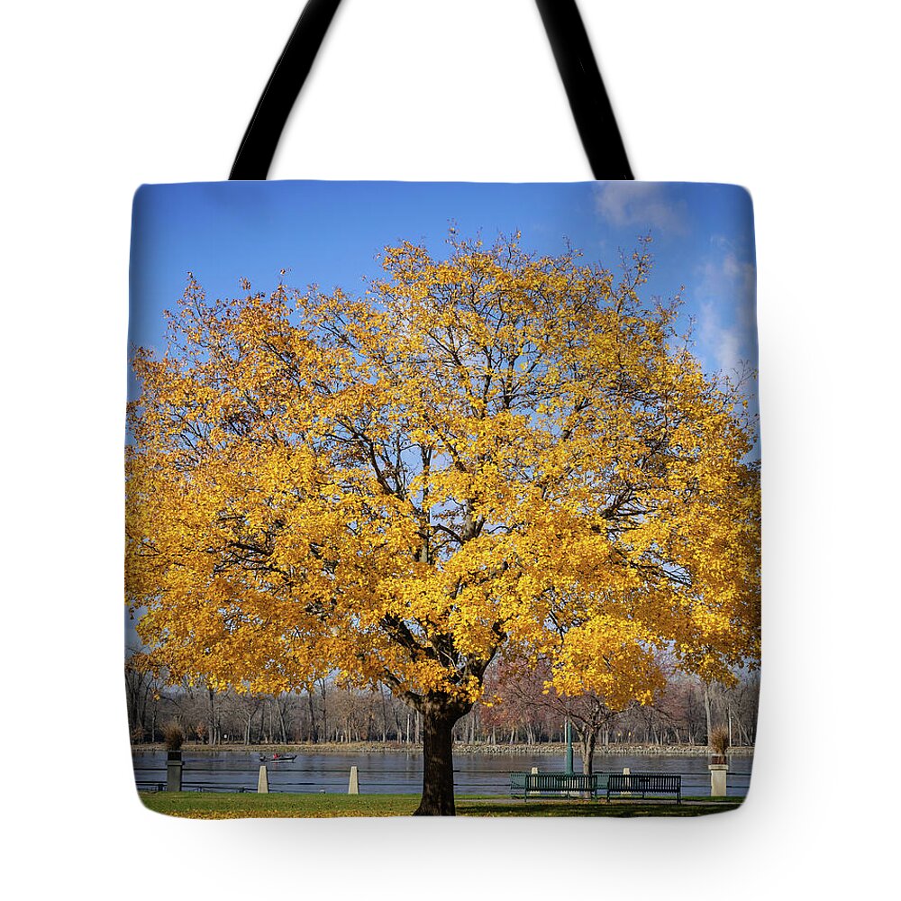 Trees Tote Bag featuring the photograph Fall is Golden by Phil S Addis