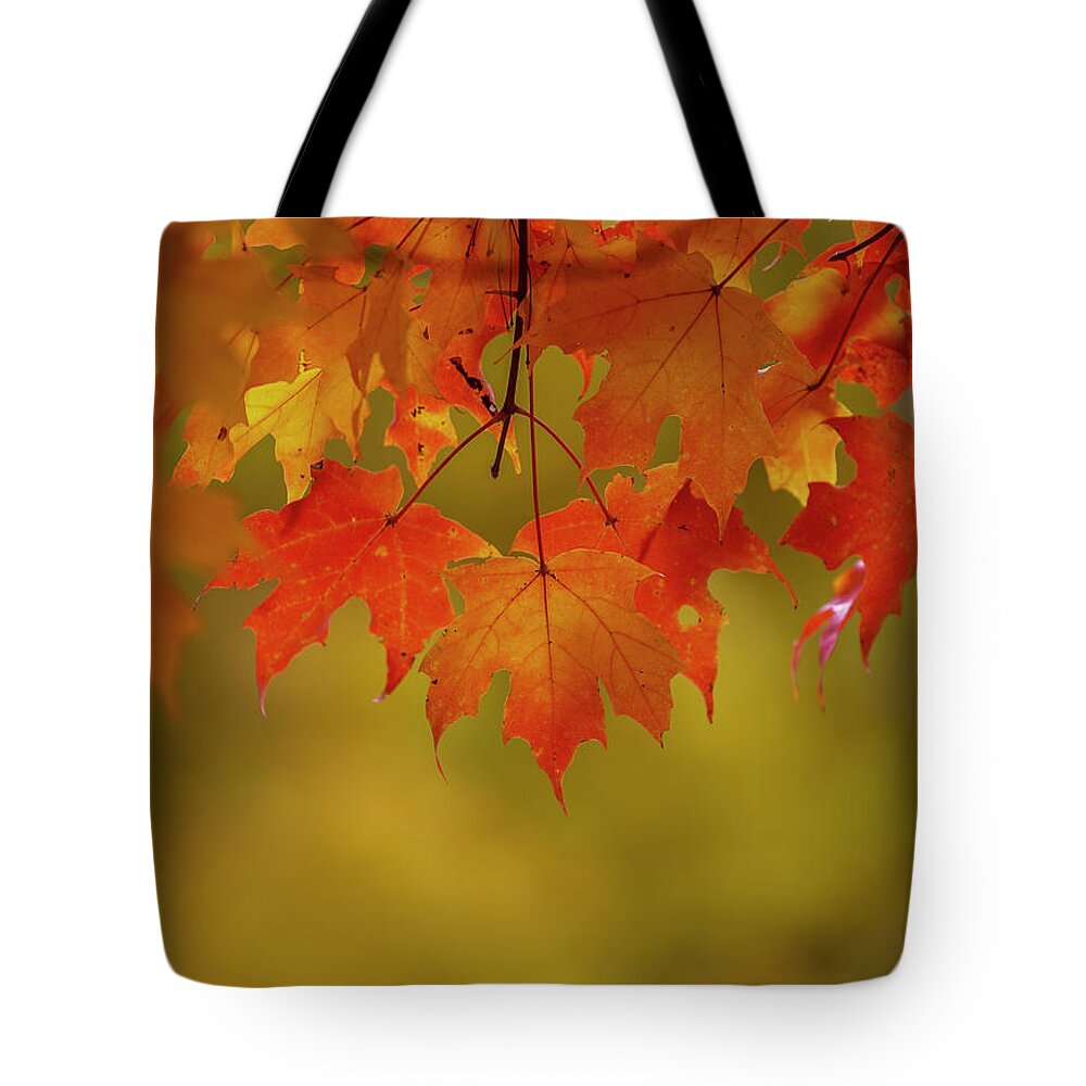 New England Tote Bag featuring the photograph Fall Leaves by Rob Davies