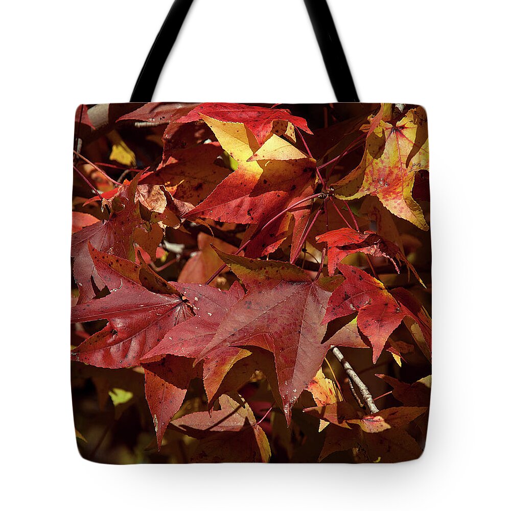 Sweetgum Family Tote Bag featuring the photograph Fall Sweetgum Leaves DF004 by Gerry Gantt