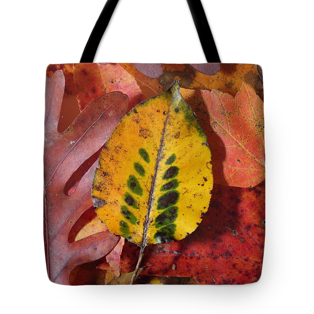 Leaves Tote Bag featuring the photograph Fallen Leaves by Daniel Reed