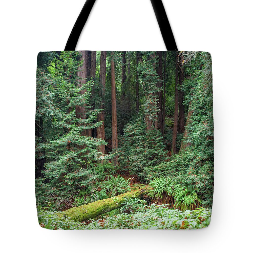 Muir Woods Tote Bag featuring the photograph Fallen Redwood with Moss by Mark Duehmig