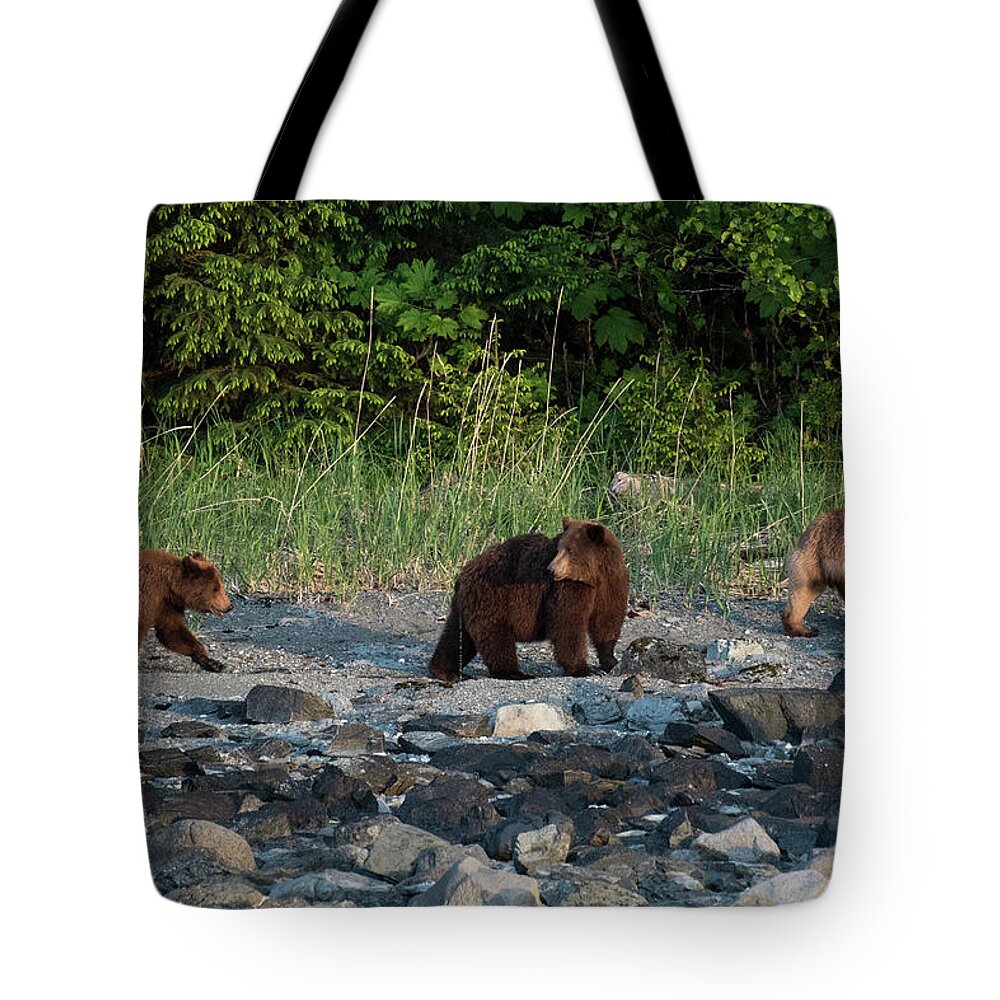 Brown Bears Tote Bag featuring the photograph Family by David Kirby