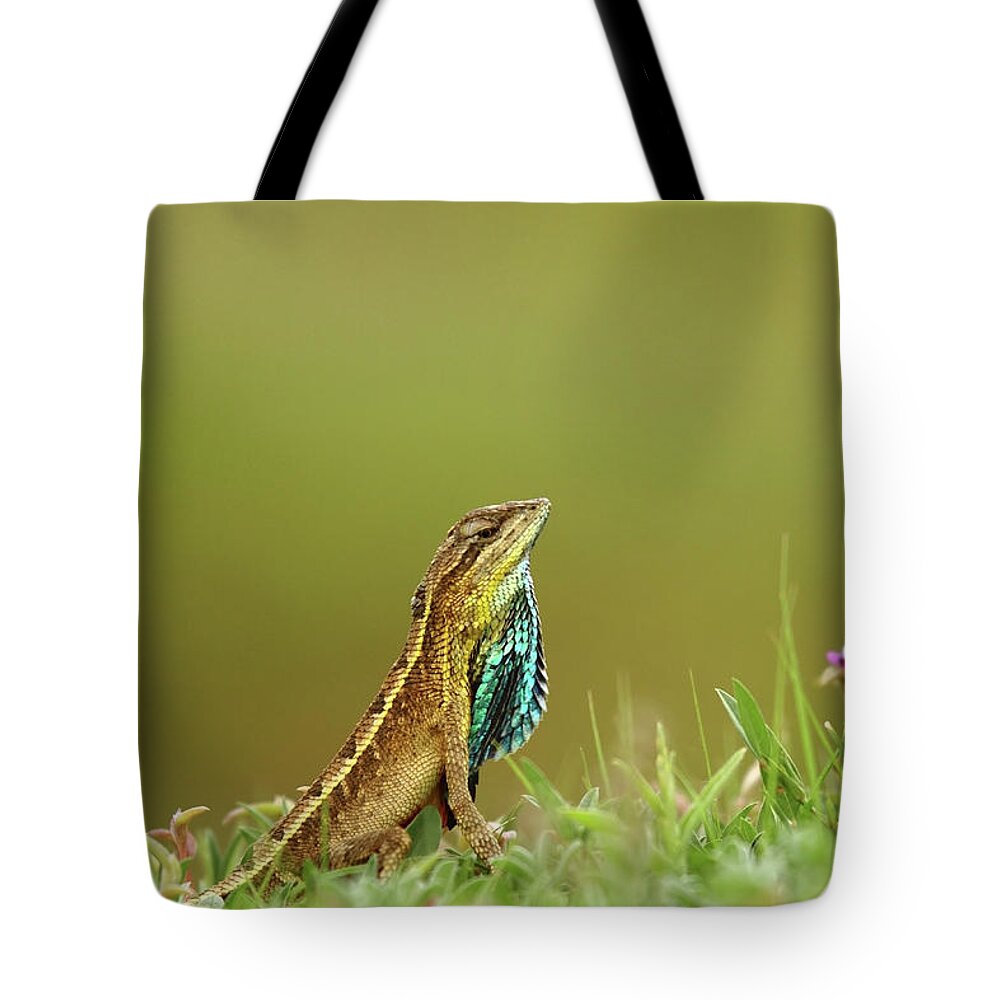 Pune Tote Bag featuring the photograph Fan Throat-ed Lizard - Mating Display by This Image Is Copy