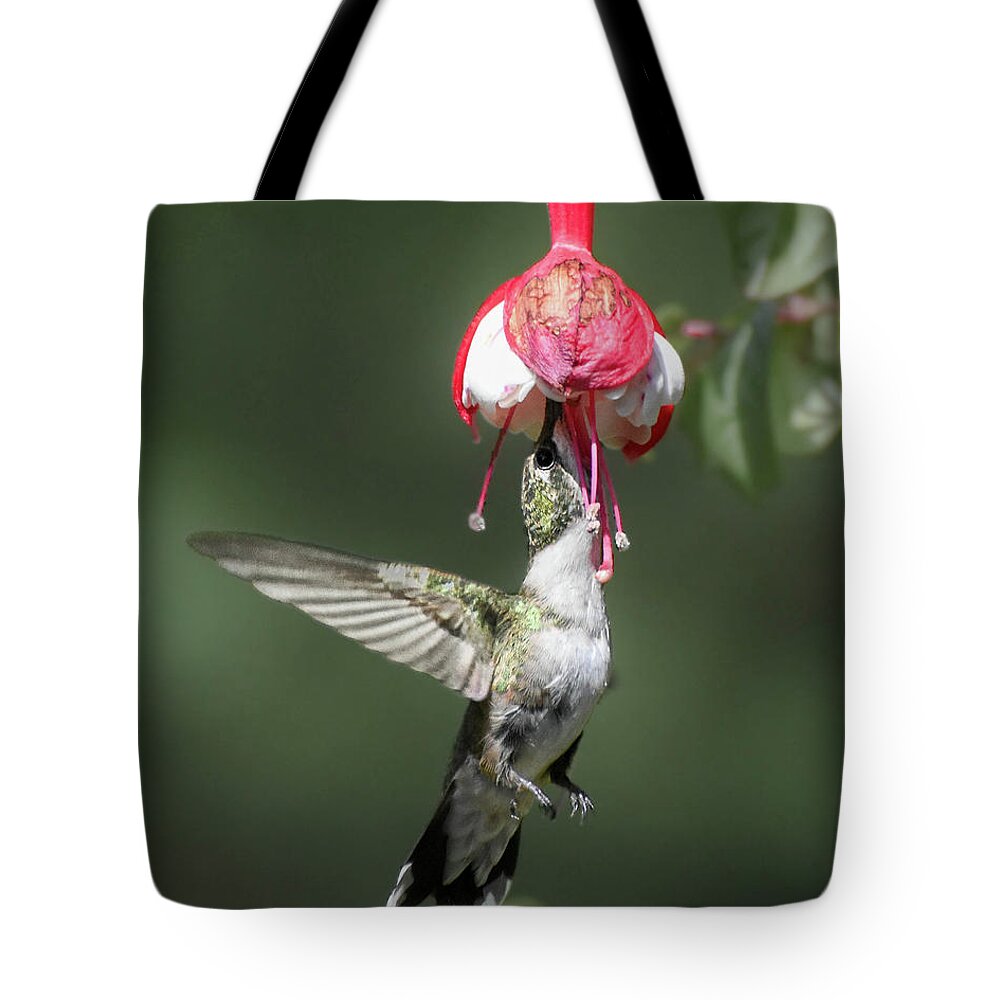 Ruby-throated Hummingbird Tote Bag featuring the photograph Favorite Flower by Amy Porter
