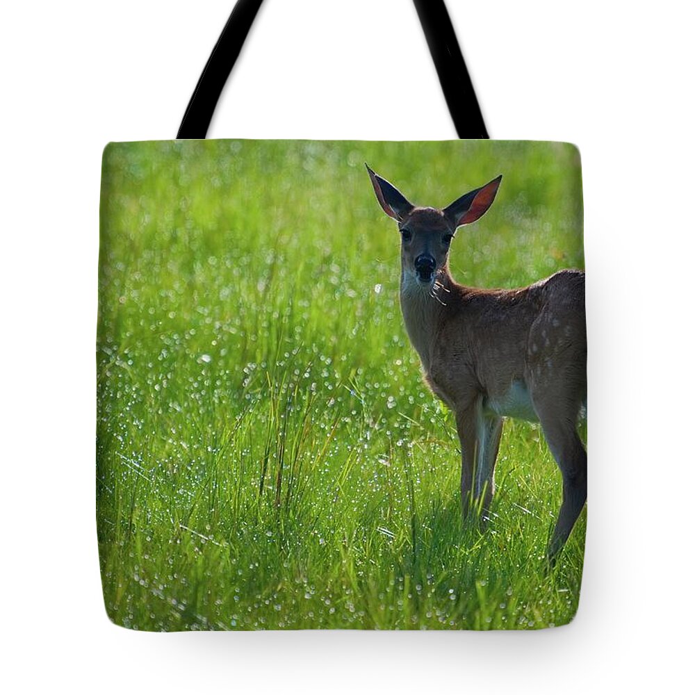 Fawn Tote Bag featuring the photograph Fawn in Dewy Grass by T Lynn Dodsworth