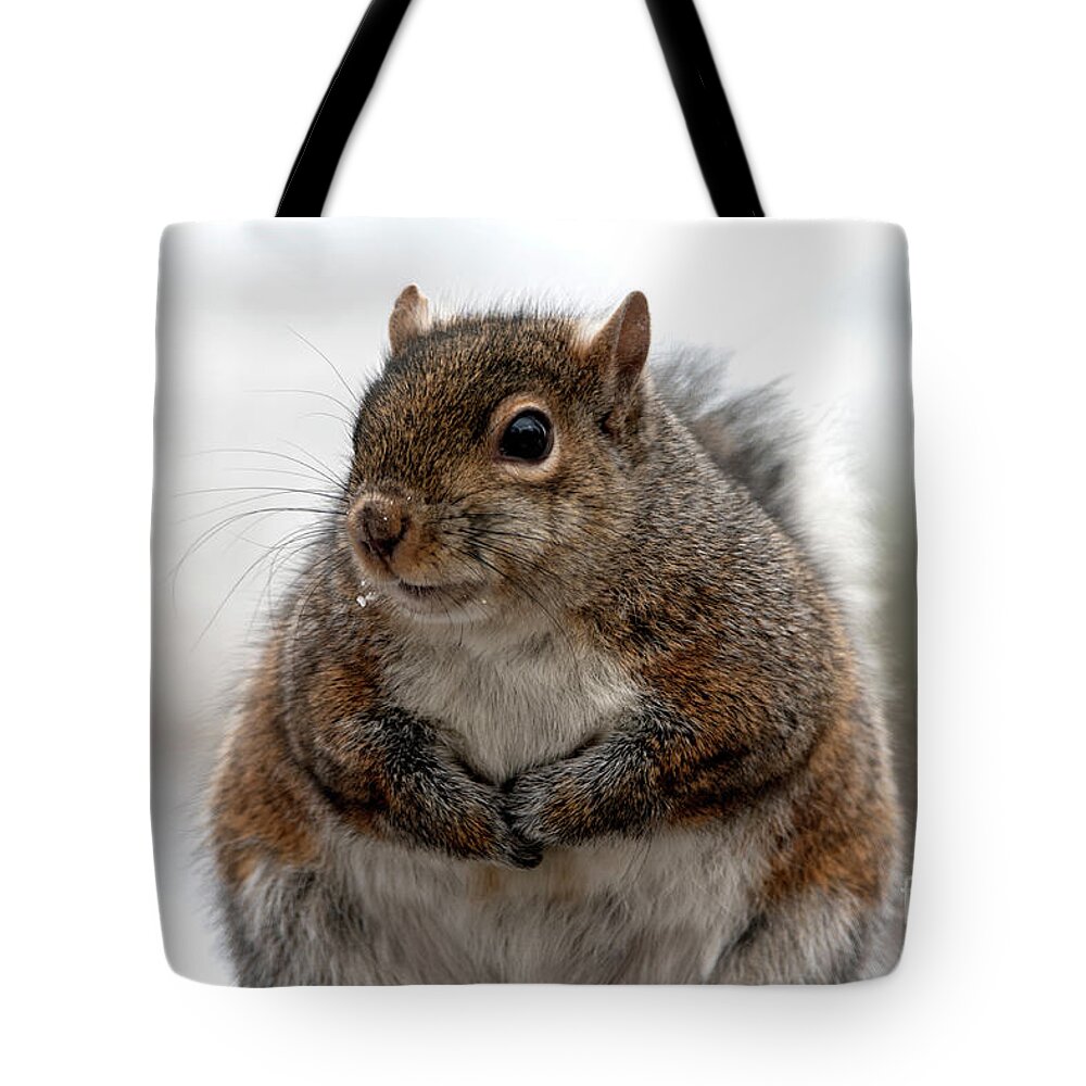 Squirrel Tote Bag featuring the photograph Feeling Fluffy, Squirrel Photo by Sandra J's