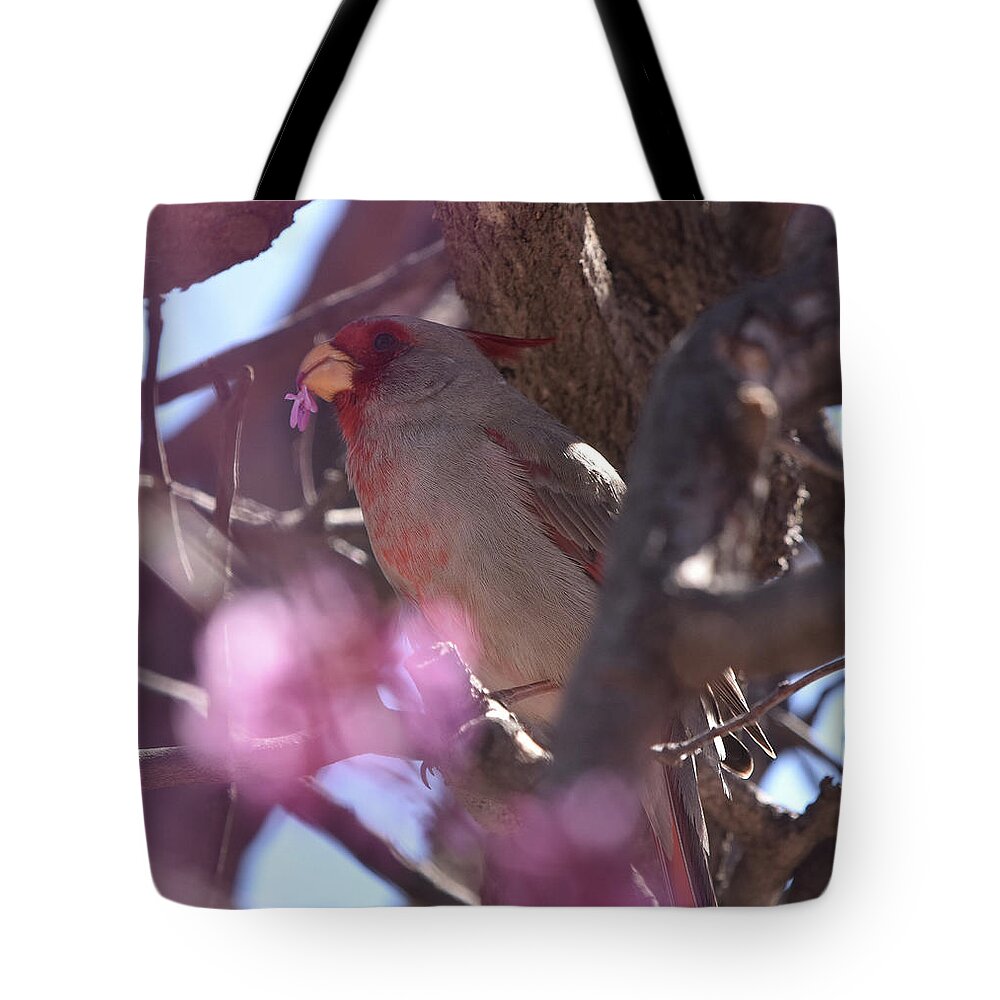 Bird Tote Bag featuring the photograph Female Cardinal Feeds on Redbud Flowers by Ben Foster