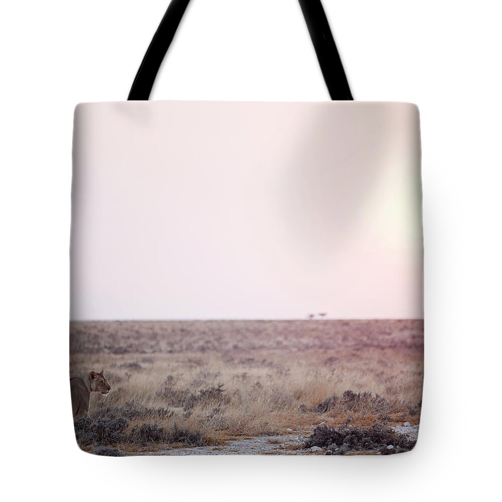 Grass Tote Bag featuring the photograph Female Lion In Sunset by Bjarte Rettedal