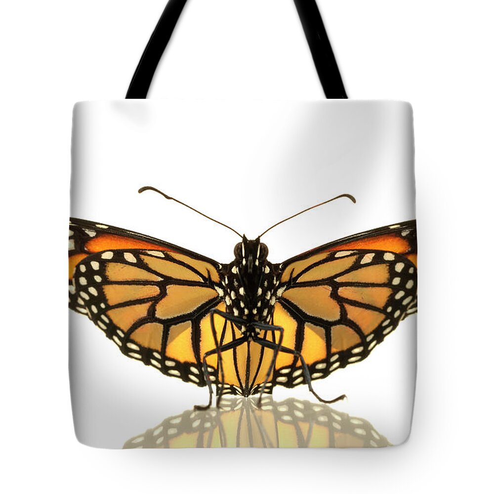 Orange Color Tote Bag featuring the photograph Female Monarch Butterfly Danaus by Don Farrall