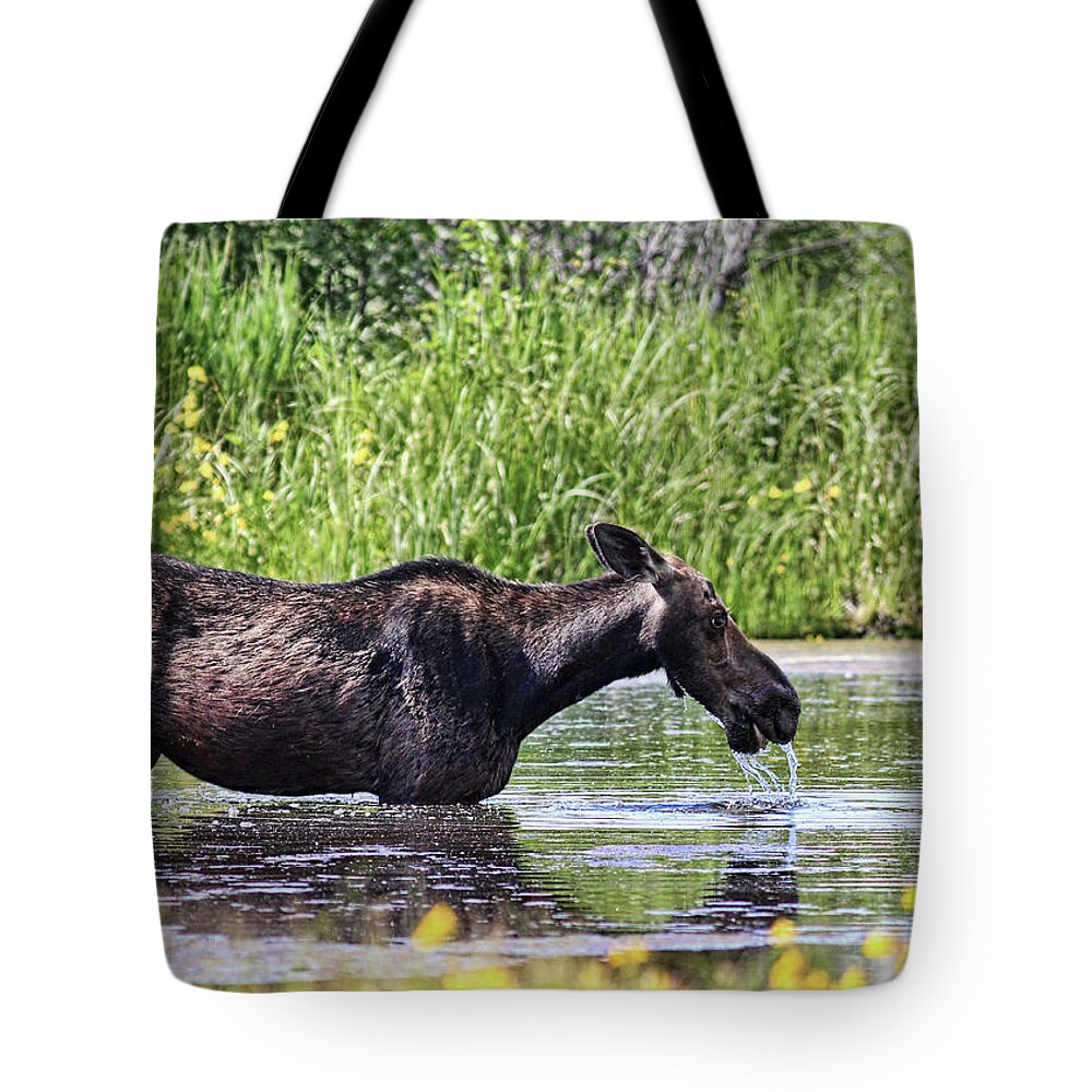 Grass Tote Bag featuring the photograph Female Moose Drinking by Photography By Glenda Borchelt