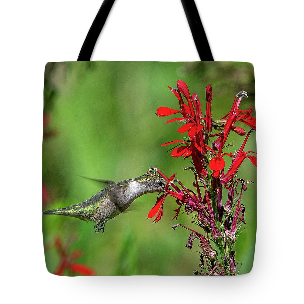 Nature Tote Bag featuring the photograph Female Ruby-throated Hummingbird DSB0324 by Gerry Gantt