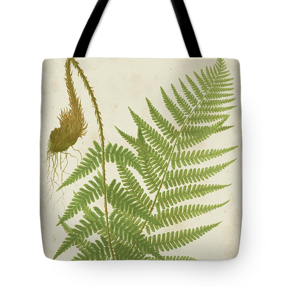 Botanical & Floral+ferns+botanical Study Tote Bag featuring the painting Fern Trio I by Vision Studio