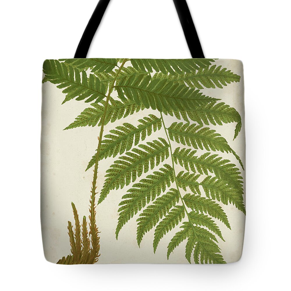 Botanical & Floral+ferns+botanical Study Tote Bag featuring the painting Fern Trio II by Vision Studio