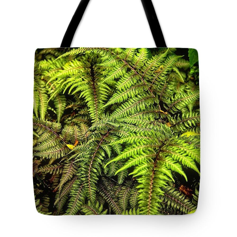 Fern Tote Bag featuring the photograph Ferns by Allen Nice-Webb