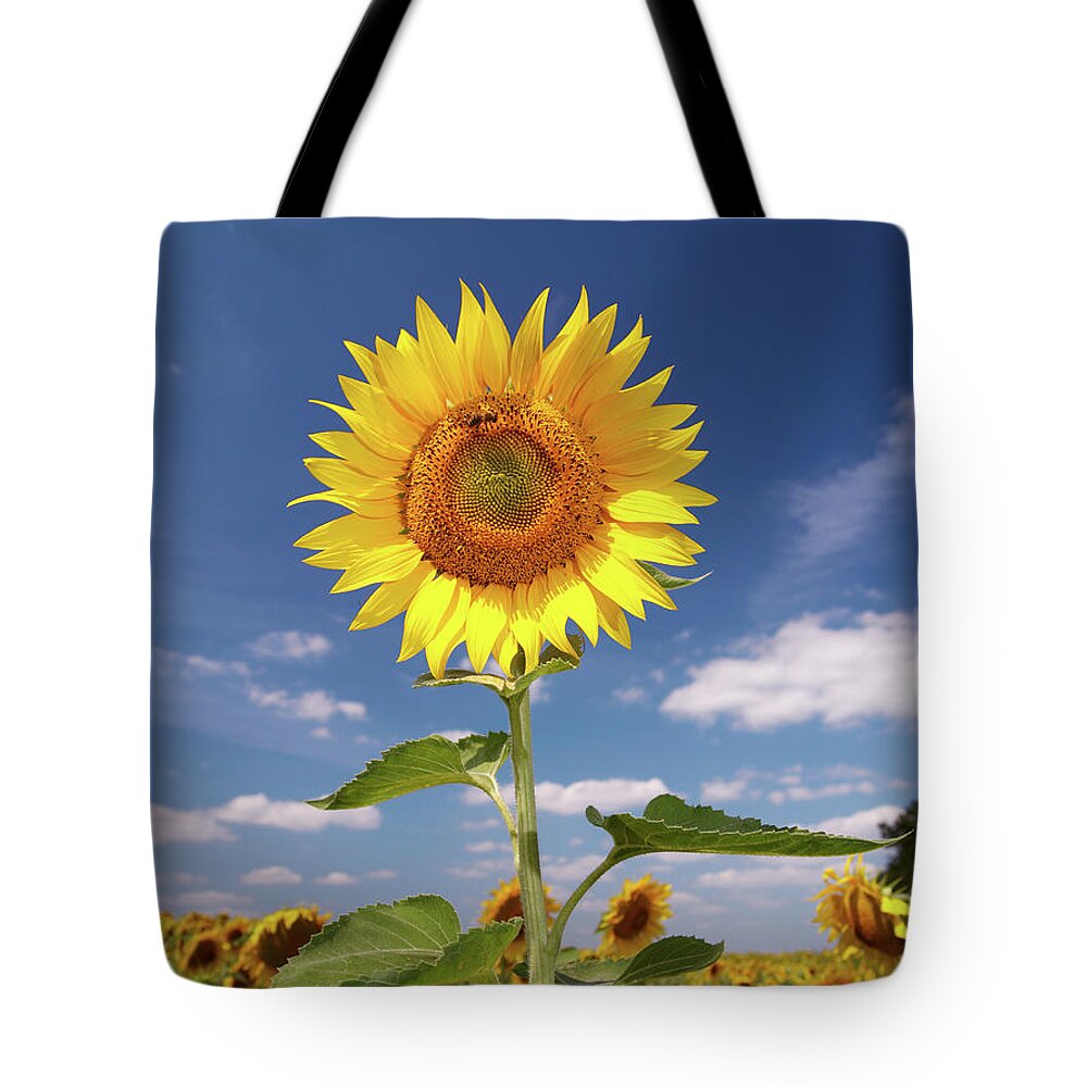 Petal Tote Bag featuring the photograph Field Of Sunflowers by Sandsun