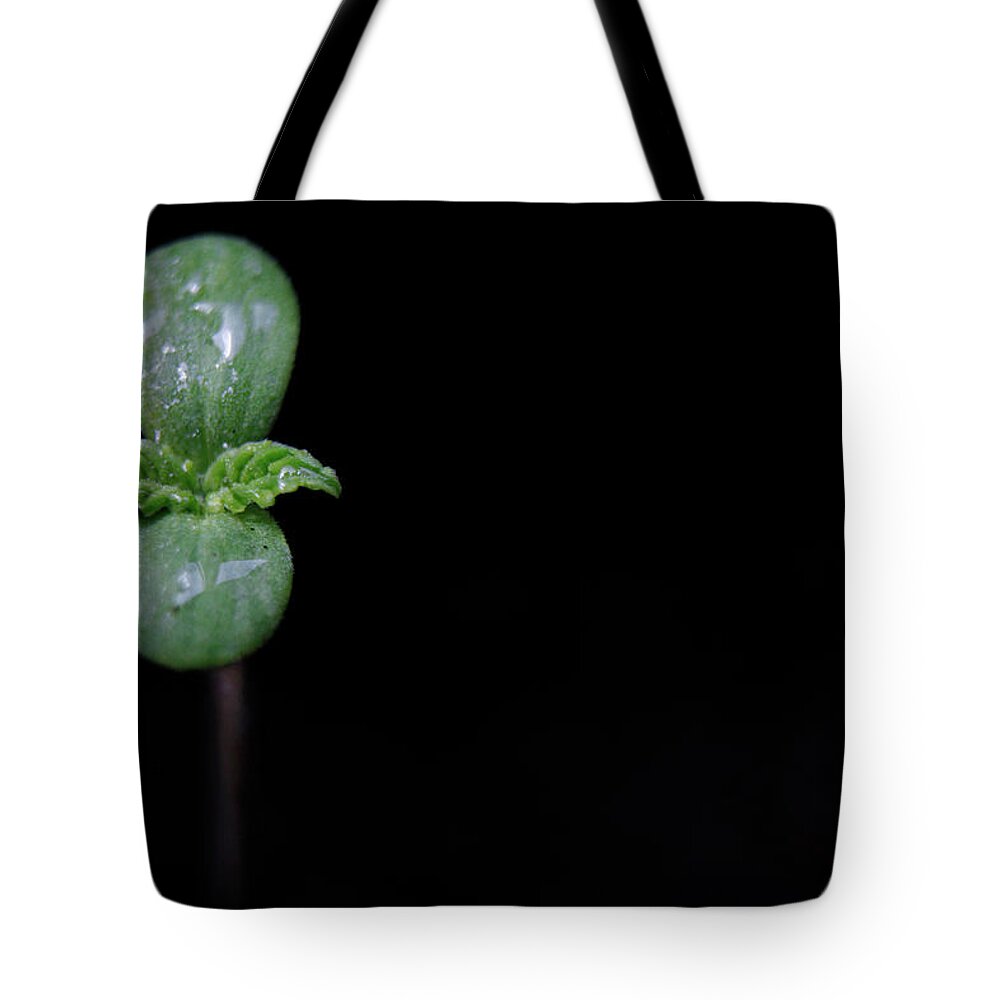 Black Background Tote Bag featuring the photograph First Leaves Of Hempcannabis Cannabis by Bertrand Demee