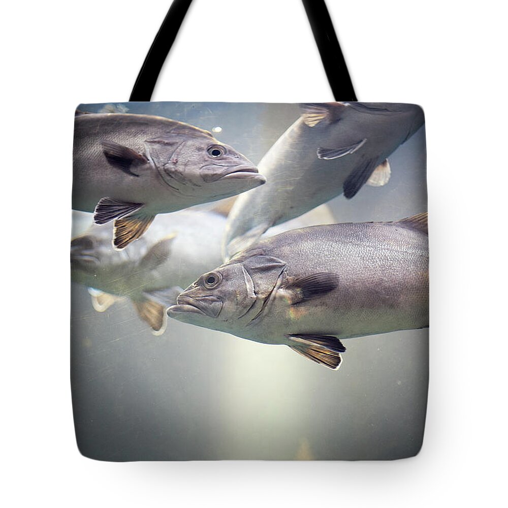 Underwater Tote Bag featuring the photograph Fish In Water Of Tank by Carol Yepes