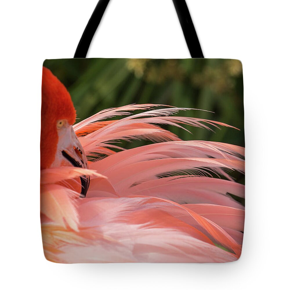 Flamingo Tote Bag featuring the photograph Flamingo Preening by Dorothy Cunningham
