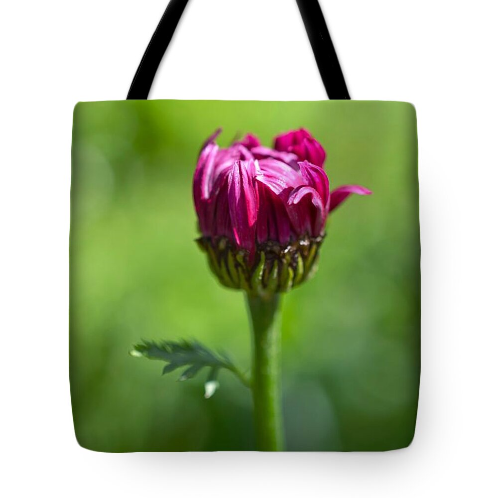 Flower Tote Bag featuring the photograph Fleur I by Shannon Kelly