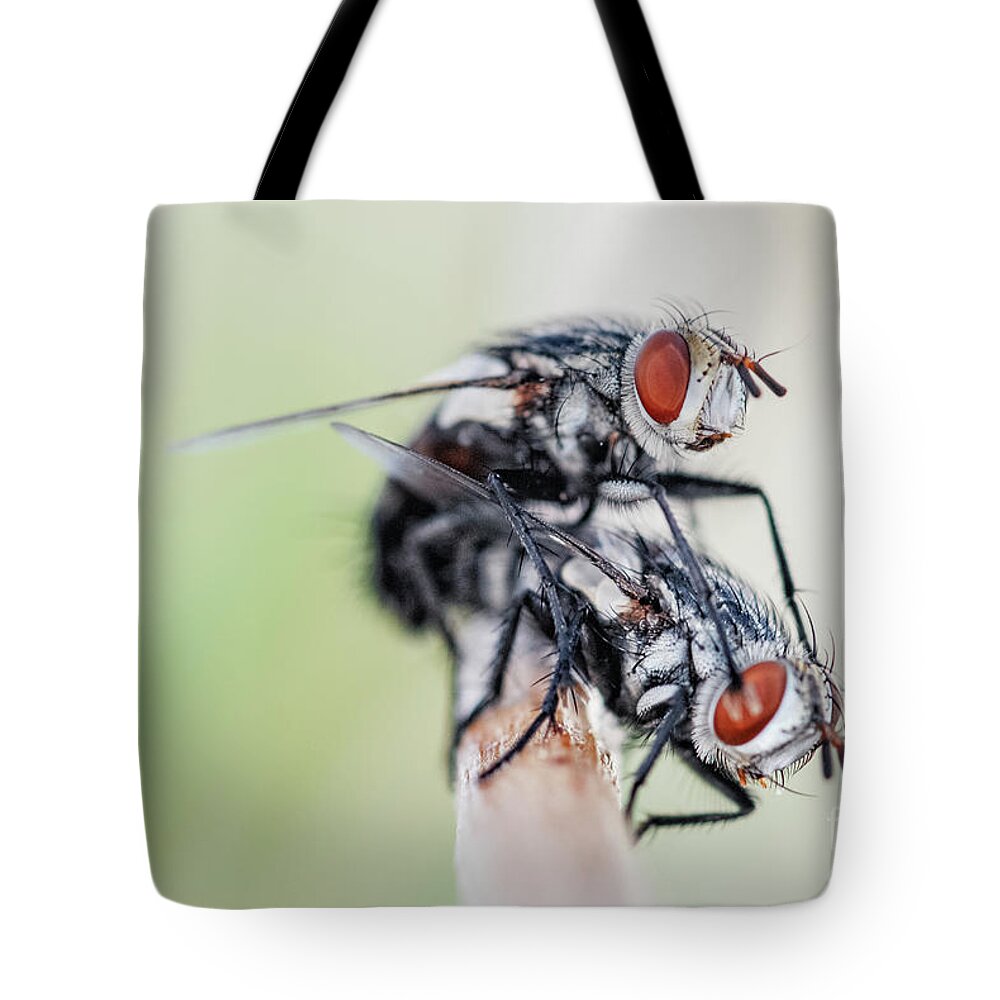 Flies Tote Bag featuring the photograph Flies Mating by Al Andersen
