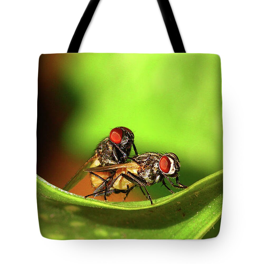 Animal Themes Tote Bag featuring the photograph Flies Mating by Srivatsaa