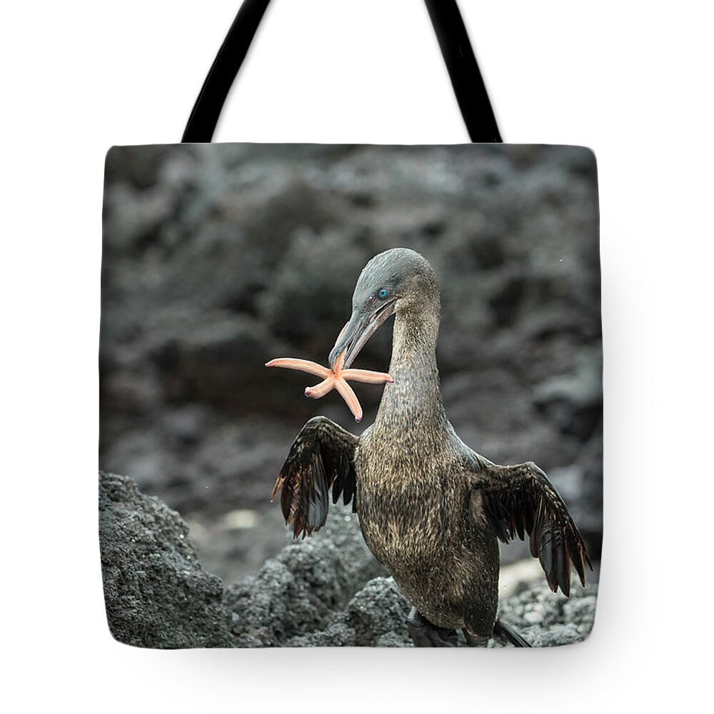 Animals Tote Bag featuring the photograph Flightless Cormorant Carrying Seastar by Tui De Roy