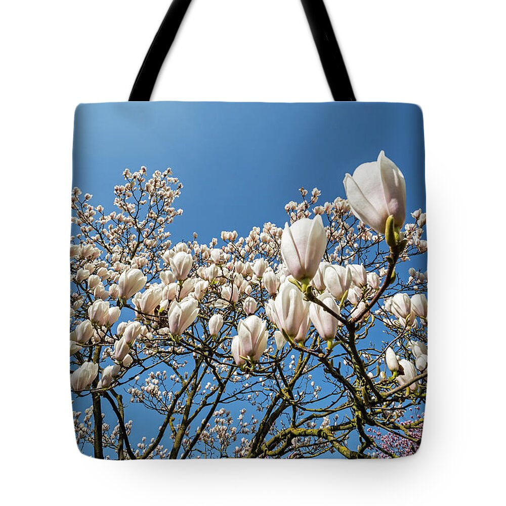 Magnolia Stellata Tote Bag featuring the photograph Flowering Magnolia Gresham by Arterra Picture Library