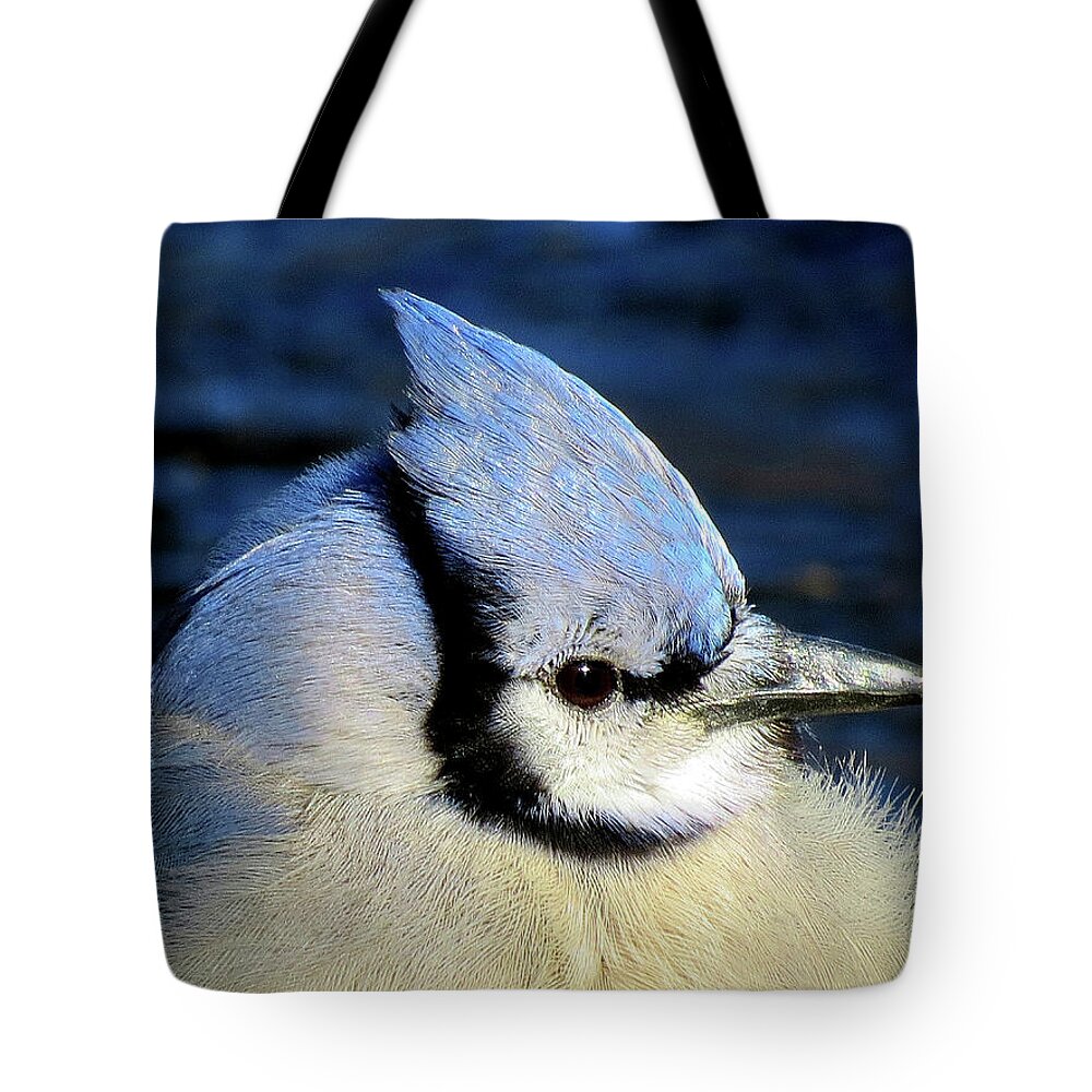 Blue Jay Tote Bag featuring the photograph Fluffy Blue Jay Close Up with Icy Beak by Linda Stern