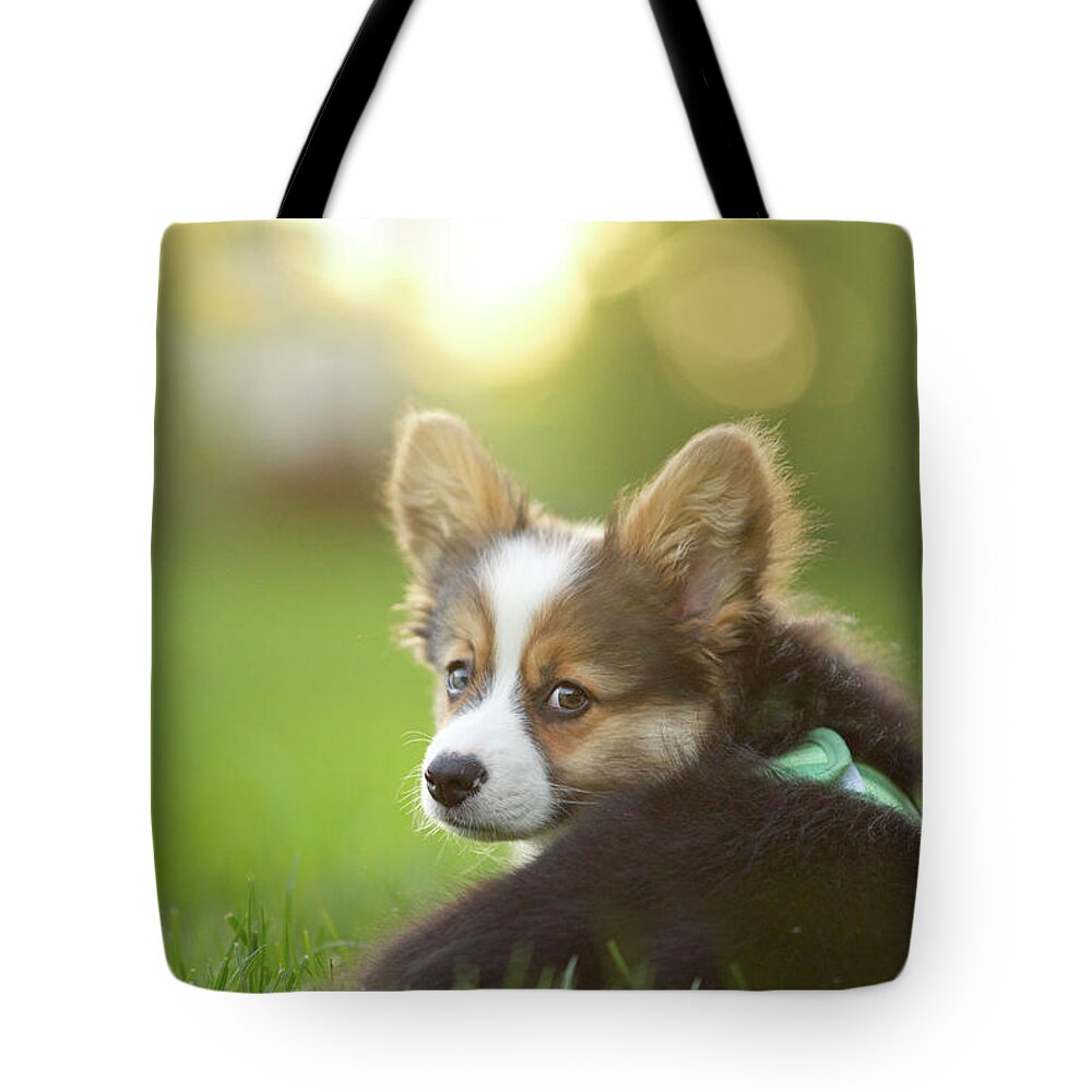 Pets Tote Bag featuring the photograph Fluffy Corgi Puppy Looks Back by Holly Hildreth