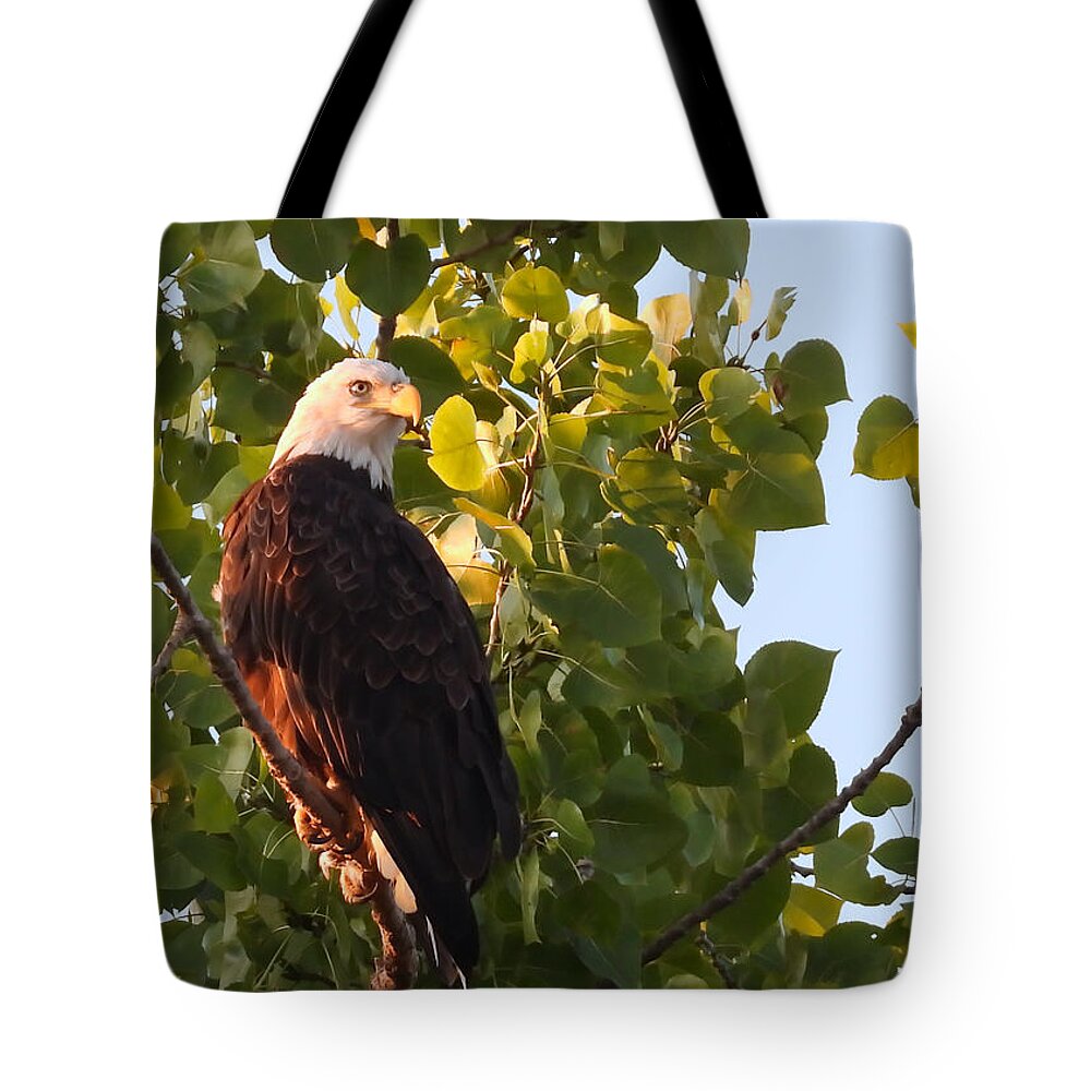  Tote Bag featuring the photograph Focused by Jack Wilson
