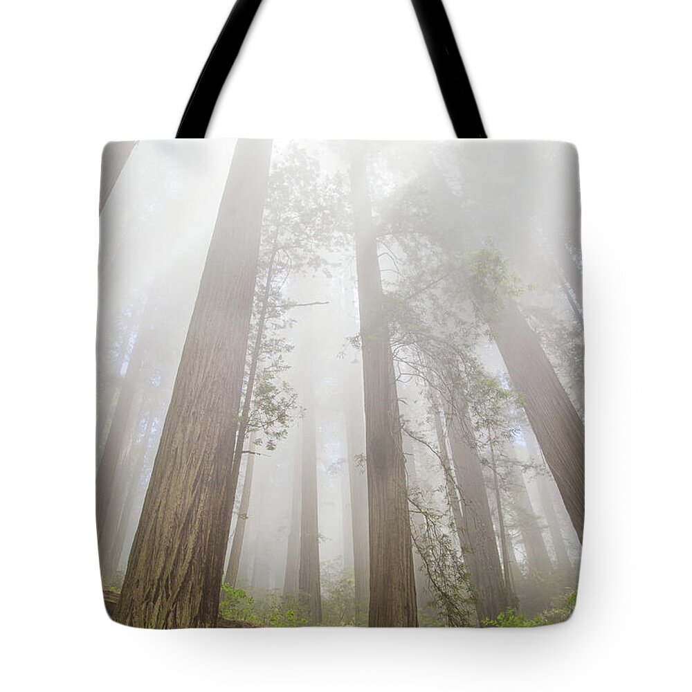 Redwoods Fog Tote Bag featuring the photograph Fog in the redwoods by Kunal Mehra
