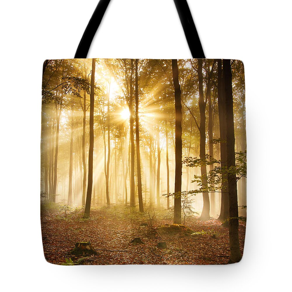 Environmental Conservation Tote Bag featuring the photograph Foggy Autumn Forest - Hdr Xxxl Image by Konradlew