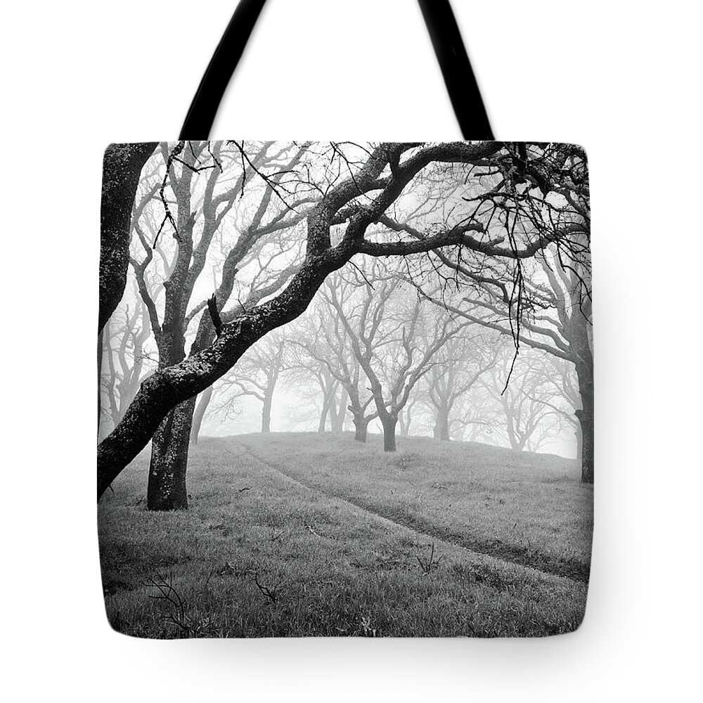 Scenics Tote Bag featuring the photograph Foggy Forest On Mt. Diablo by Cathy Clark Aka Clcspics