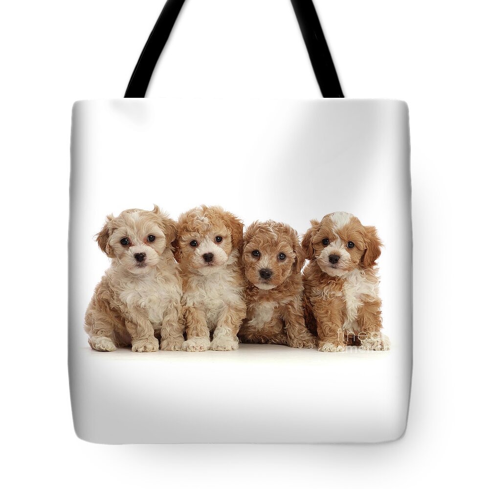 Cavapoochon Tote Bag featuring the photograph Four Cavapoochon puppies by Warren Photographic
