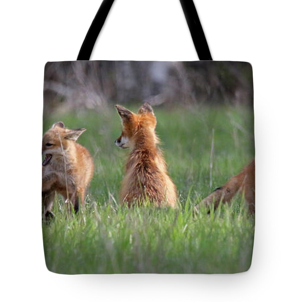 Red Tote Bag featuring the photograph Fox Family Panoramic by Brook Burling