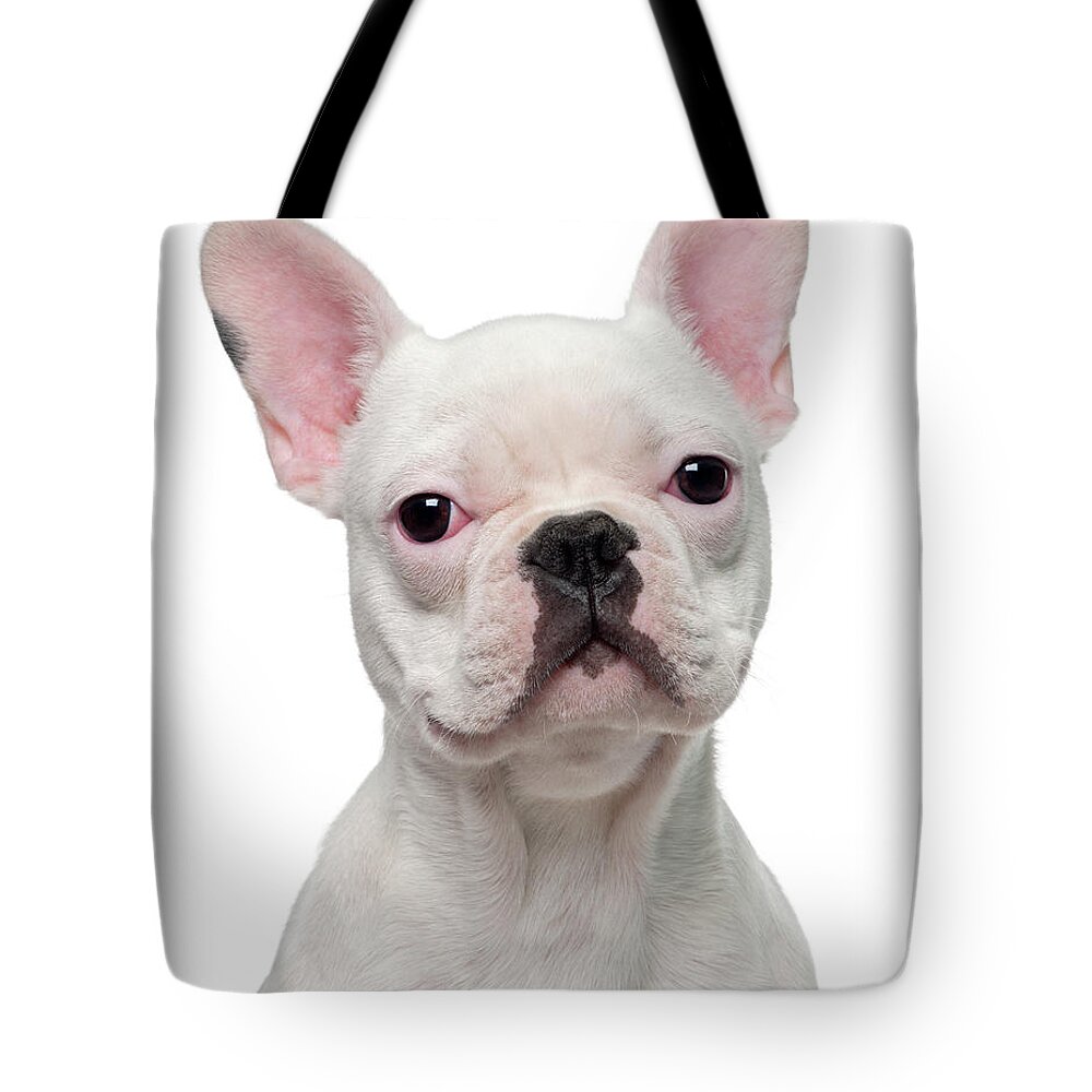 Pets Tote Bag featuring the photograph French Bulldog Puppy 5 Months Old by Life On White