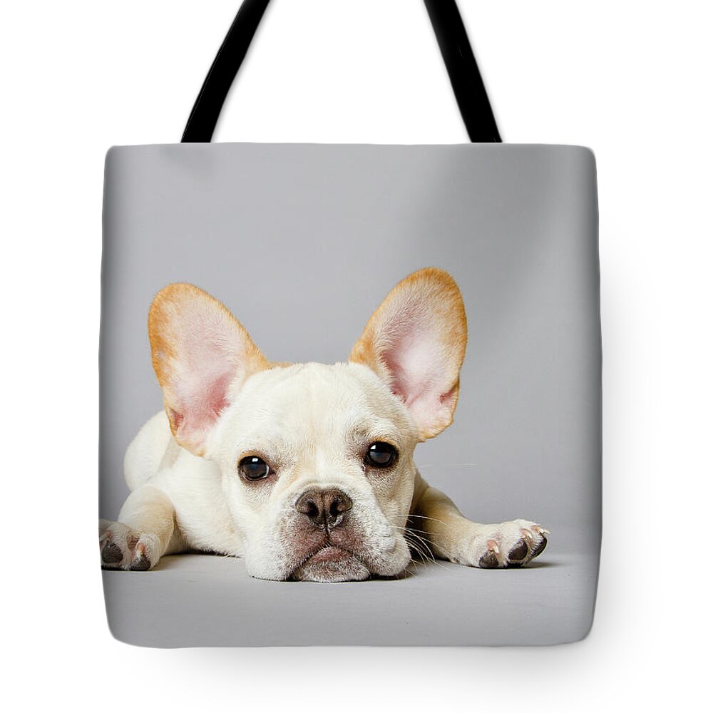 Pets Tote Bag featuring the photograph French Bulldog by Square Dog Photography