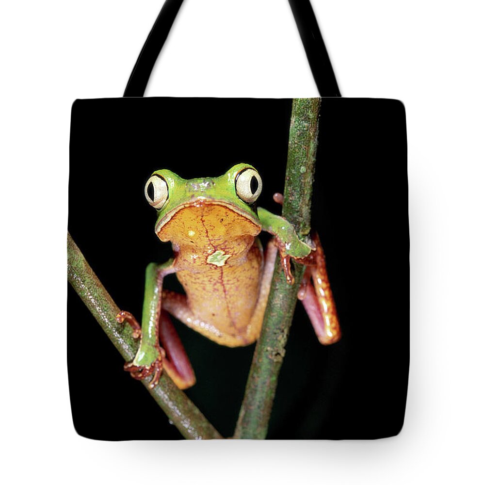 Ugliness Tote Bag featuring the photograph Frog, Phyllomedusa Vaillanti by Art Wolfe