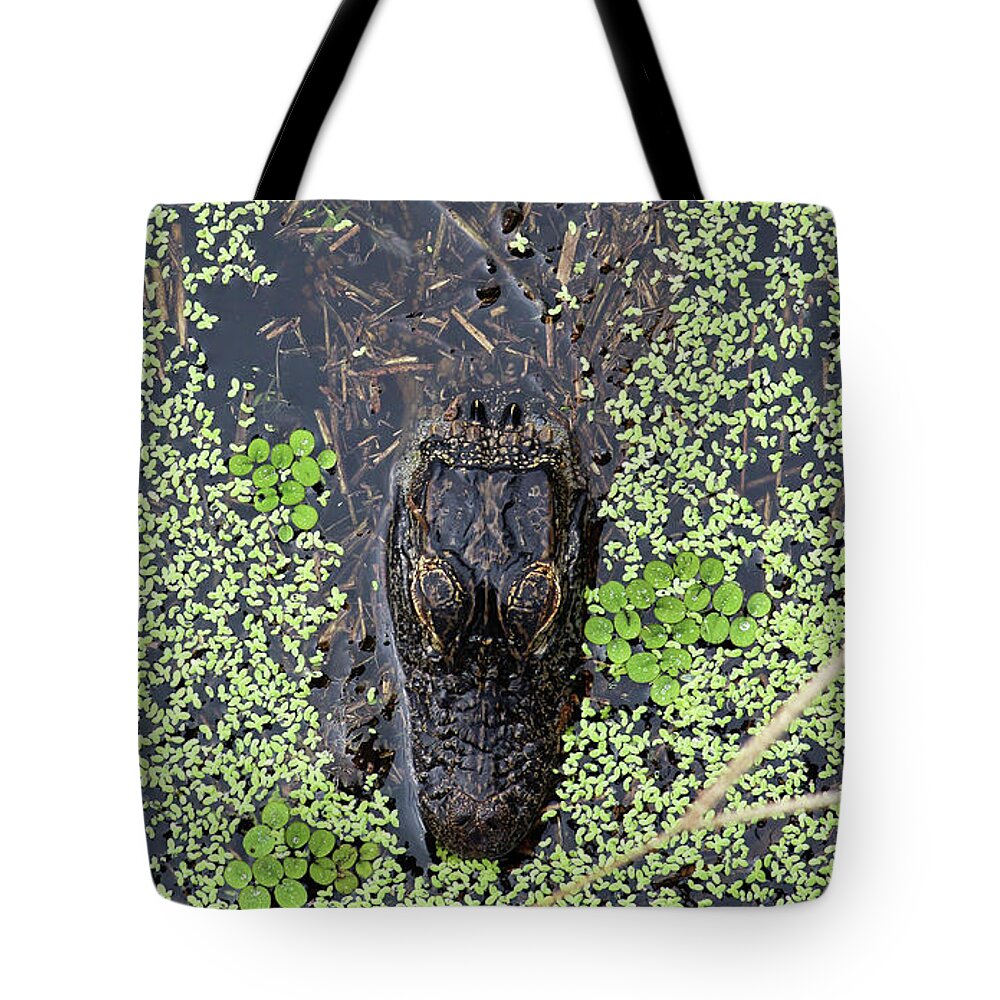 Alligator Tote Bag featuring the photograph From the Sticks by Michael Allard