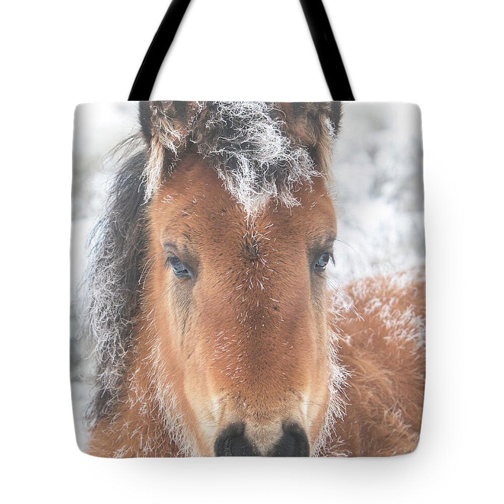 Horse Tote Bag featuring the photograph Frosty Foal by Kent Keller