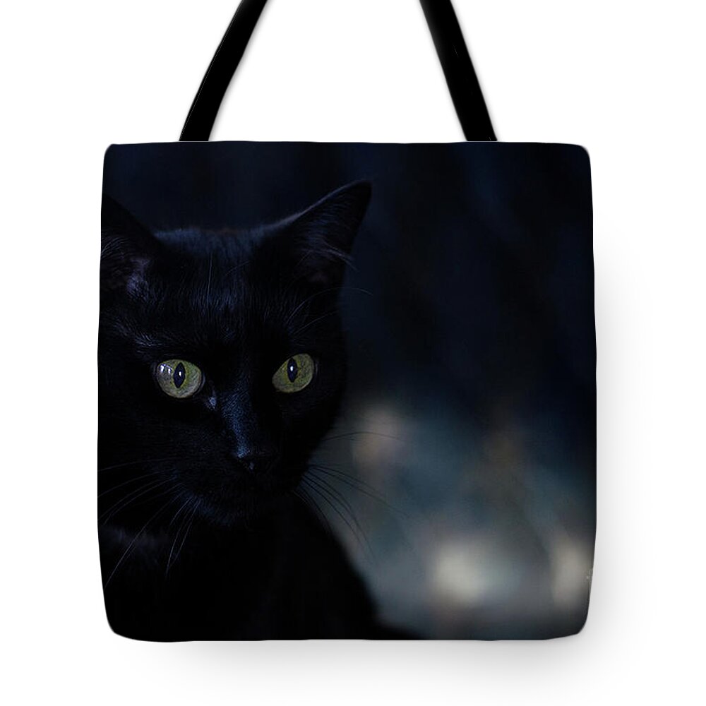 Black Cat Photograph Tote Bag featuring the photograph Gabriel by Irina ArchAngelSkaya