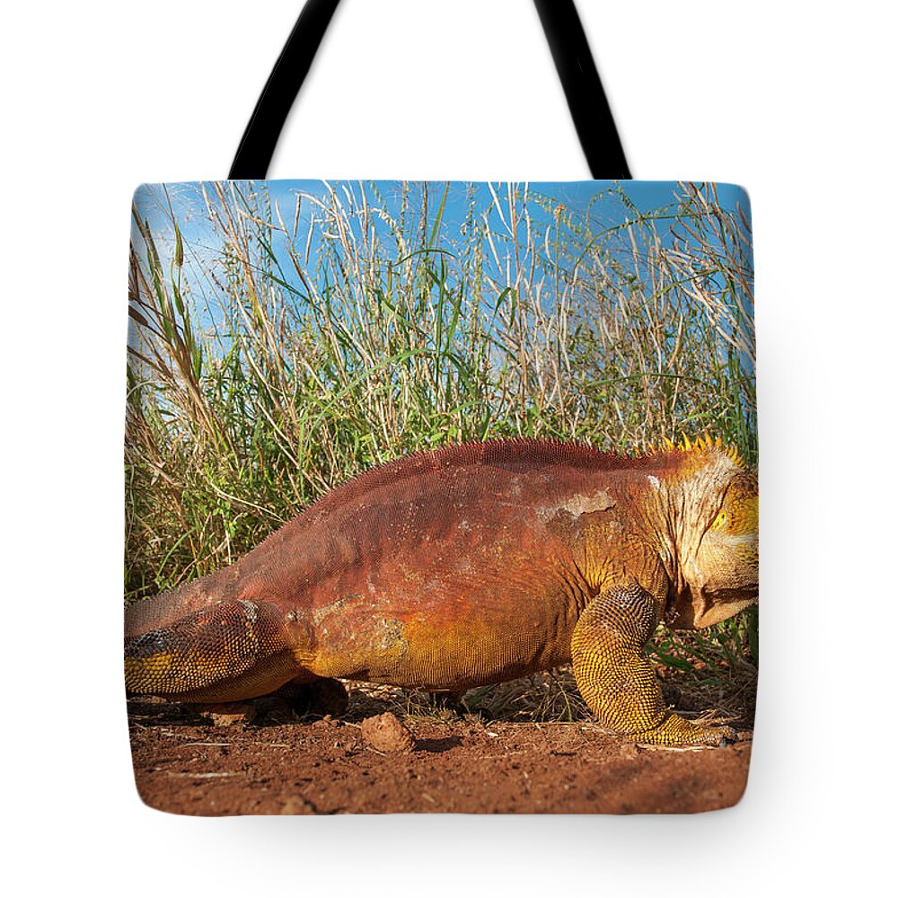 Animals Tote Bag featuring the photograph Galapagos Land Iguana On The Move by Tui De Roy