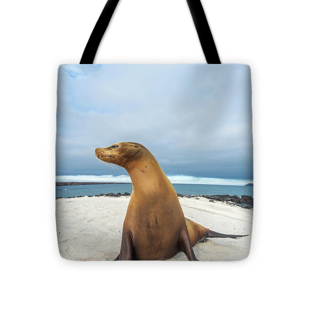 Galapagos Wildlife Tote Bag