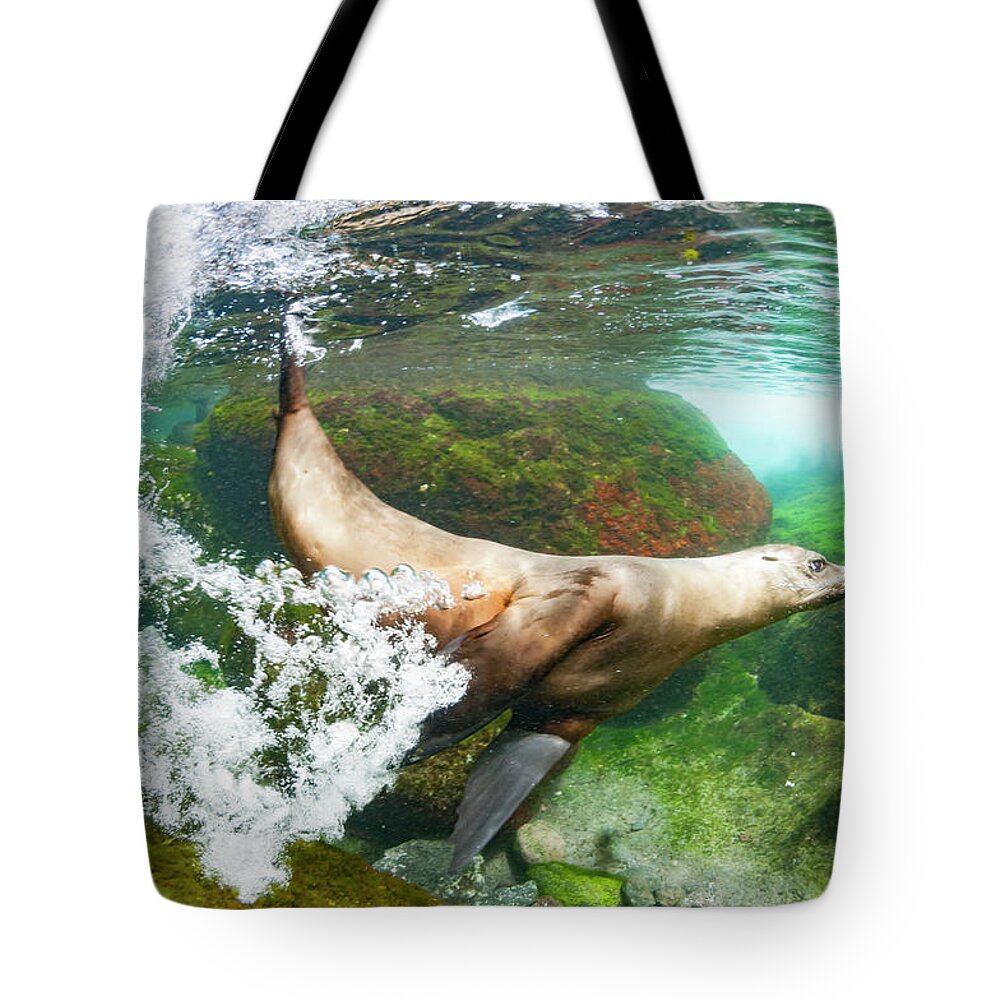 Animals Tote Bag featuring the photograph Galapagos Sea Lion Underwater by Tui De Roy