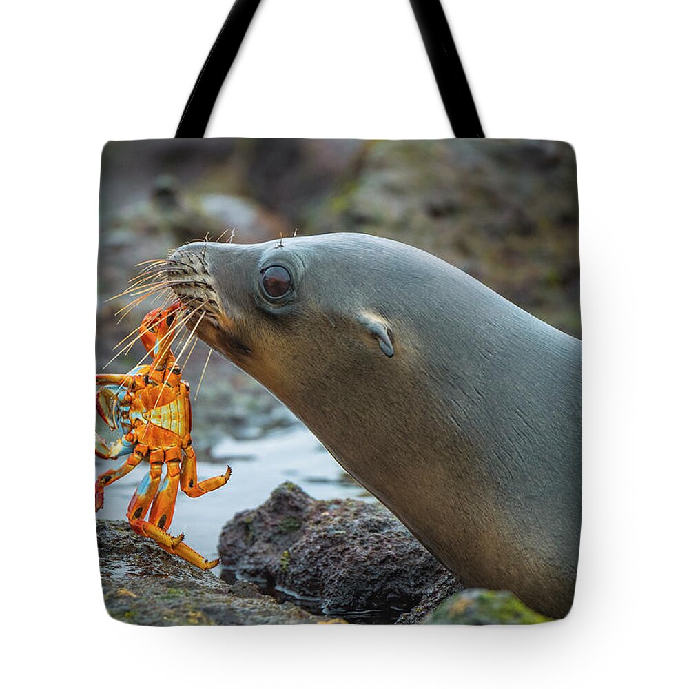 Adult Tote Bag featuring the photograph Galapagos Sea Lion With Sally Lightfoot by Tui De Roy