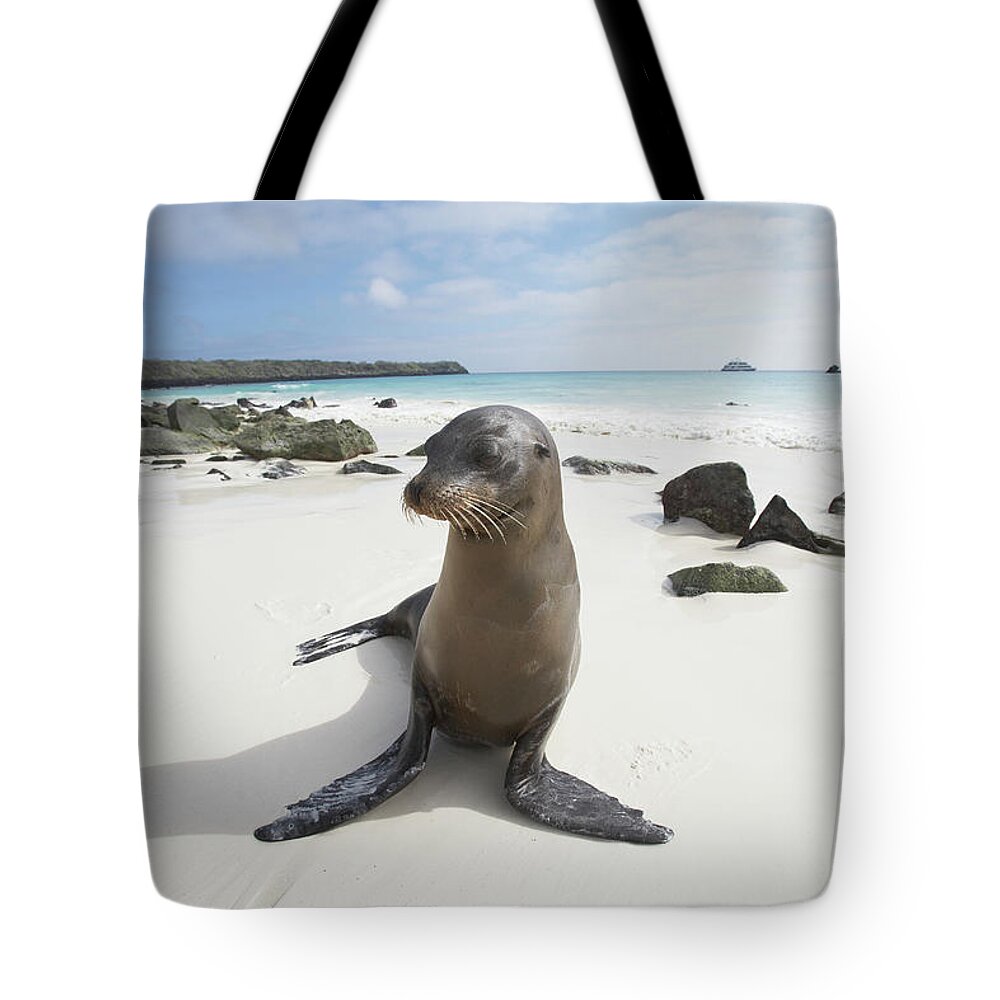 Shadow Tote Bag featuring the photograph Galapagos Sea Lion Zalophus by Paul Souders