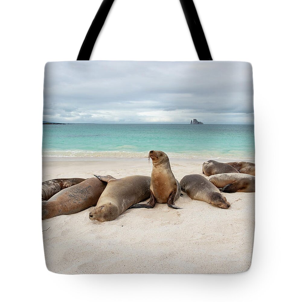 Suzi Eszterhas Tote Bag featuring the photograph Galapagos Sea Lions On The Beach by Suzi Eszterhas